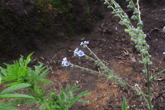 Cynoglossum zeylanicum